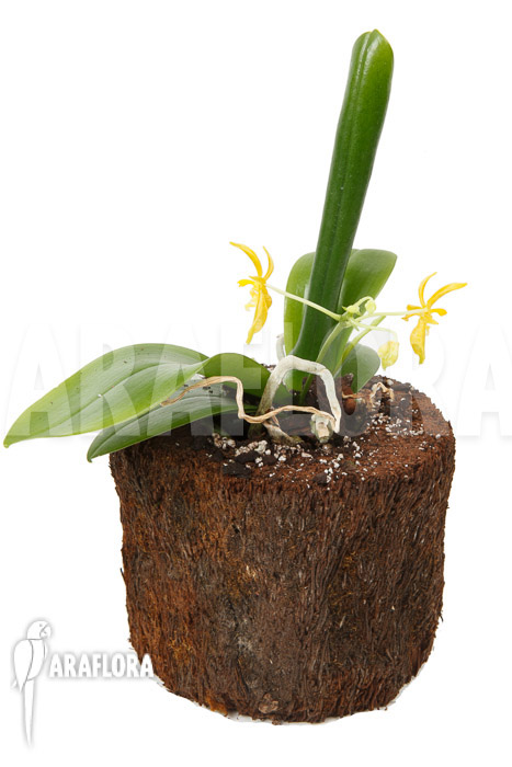 Phalaenopsis mannii var flava ‚L‘