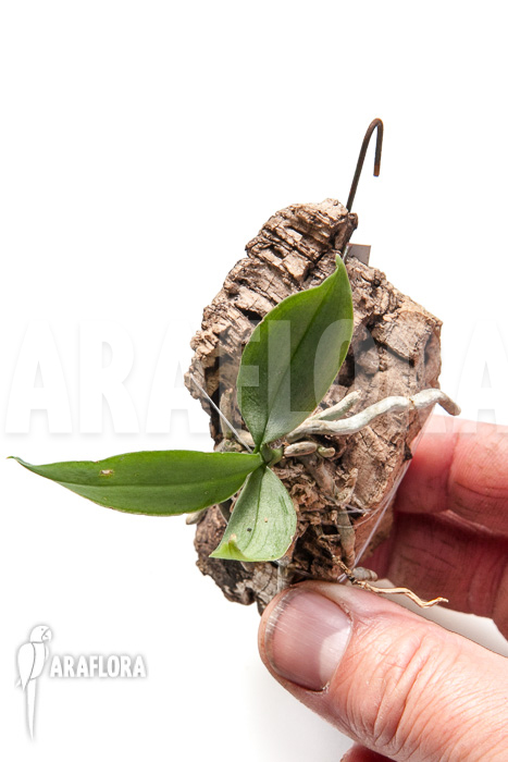 Phalaenopsis parishii var lobbii