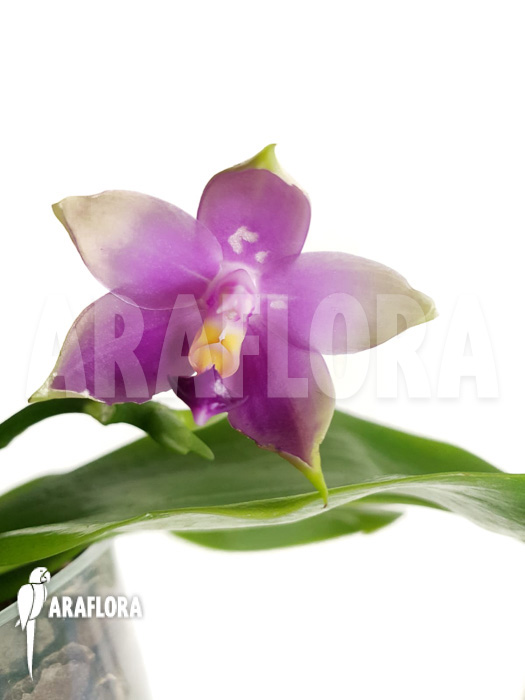Phalaenopsis violacea
