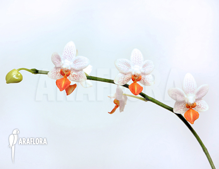 Phalaenopsis x Mini mark