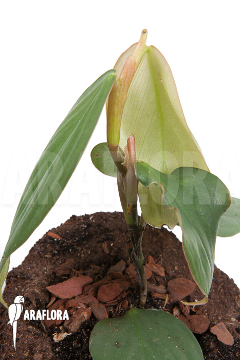 Philodendron ‚Burle Marx Fantasy‘