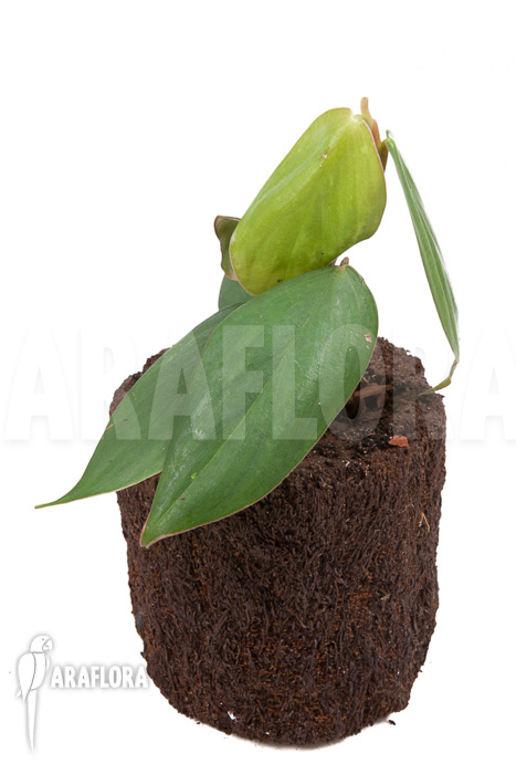 Philodendron ‚Burle Marx Fantasy‘