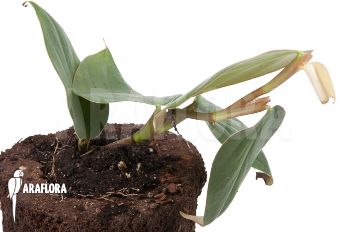 Philodendron ‚Burle Marx Fantasy‘