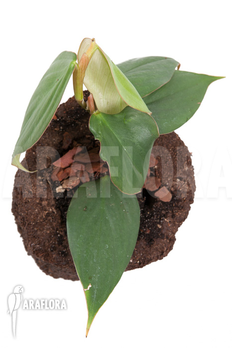 Philodendron ‚Burle Marx Fantasy‘