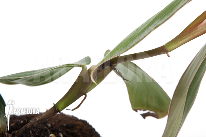 Philodendron ‚Burle Marx Fantasy‘
