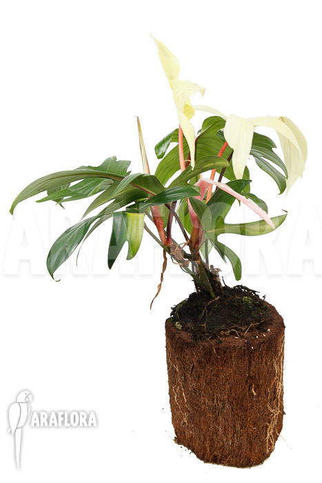 Philodendron Florida Ghost ‚L‘