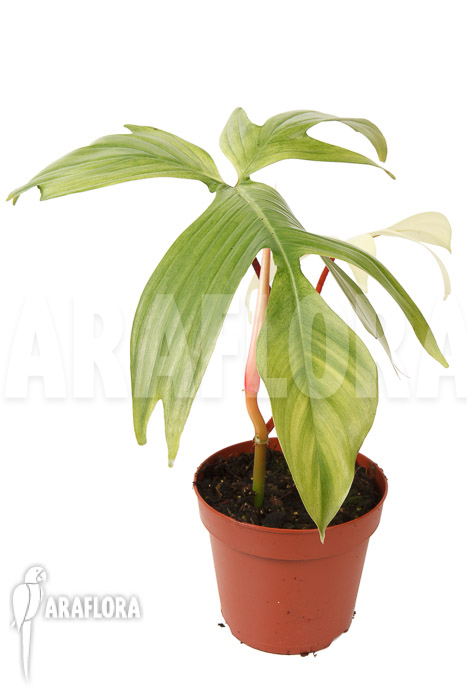Philodendron Florida Ghost ‚M‘