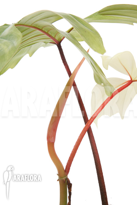 Philodendron Florida Ghost ‚M‘