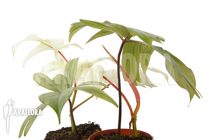 Philodendron Florida Ghost ‚M‘