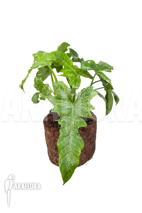 Philodendron ‚Golden Dragon‘