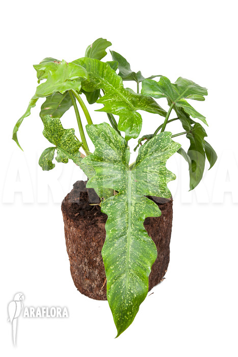 Philodendron ‚Golden Dragon‘