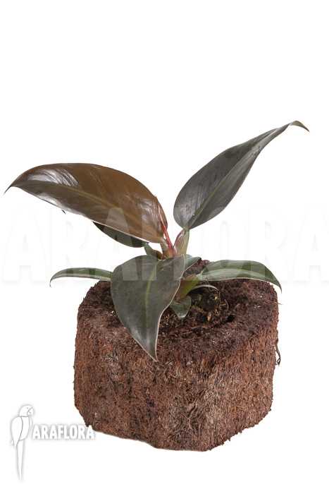 Philodendron ‚Imperial Red‘