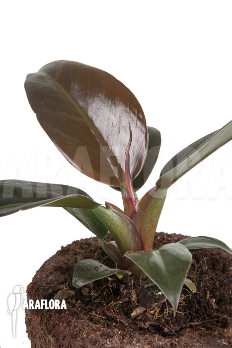Philodendron ‚Imperial Red‘