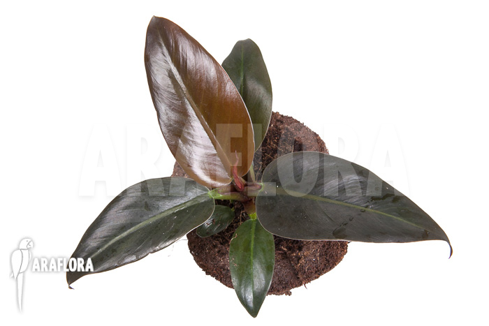 Philodendron ‚Imperial Red‘