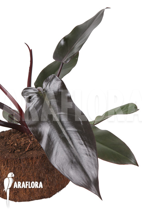 Philodendron ‚Lisa‘