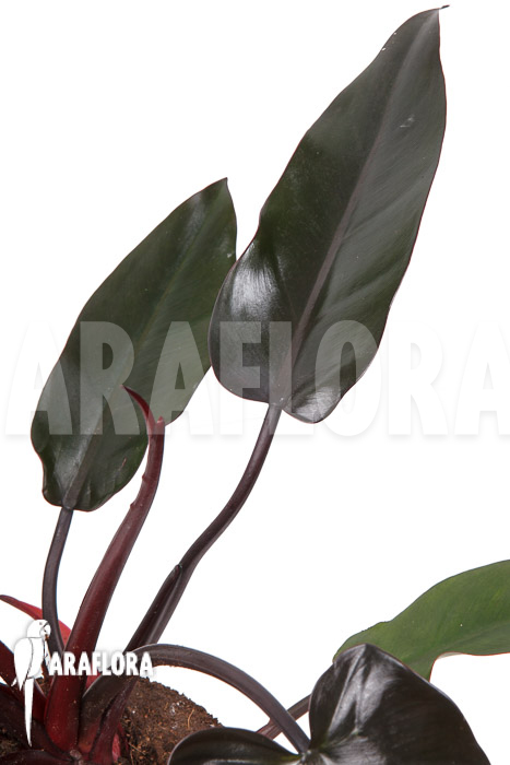 Philodendron ‚Red Heart‘