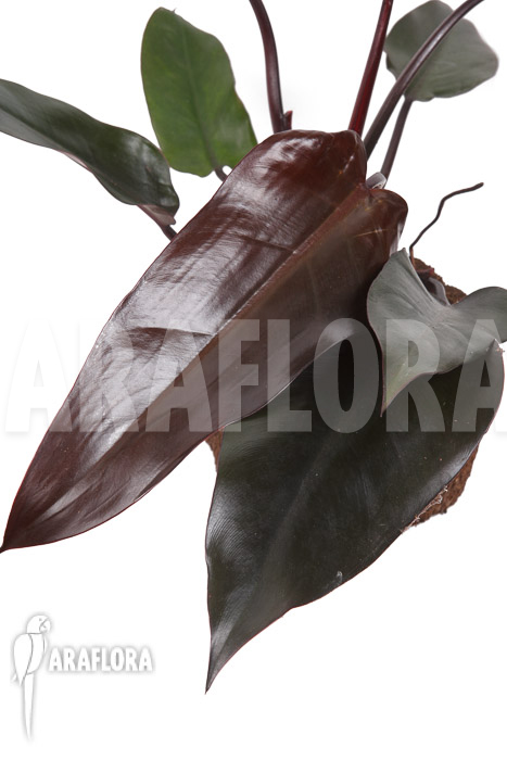 Philodendron ‚Red Heart‘