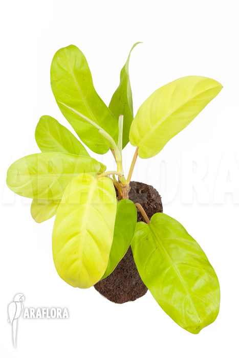 Philodendron Malay Gold ‚M‘