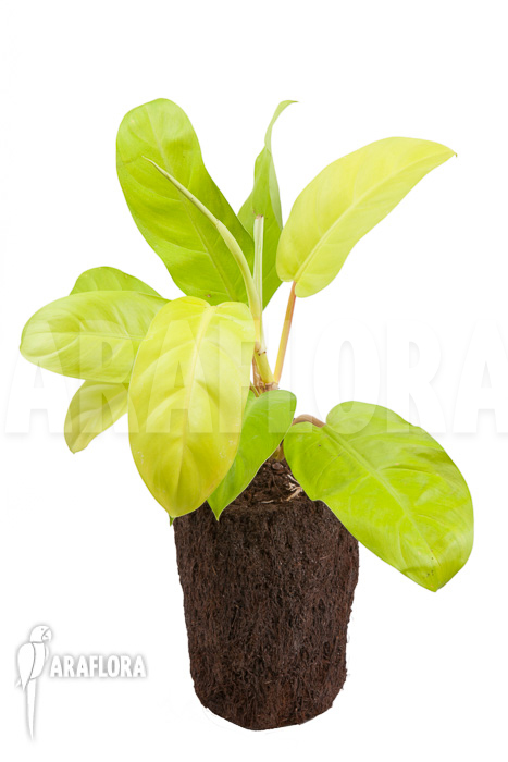 Philodendron Malay Gold ‚M‘