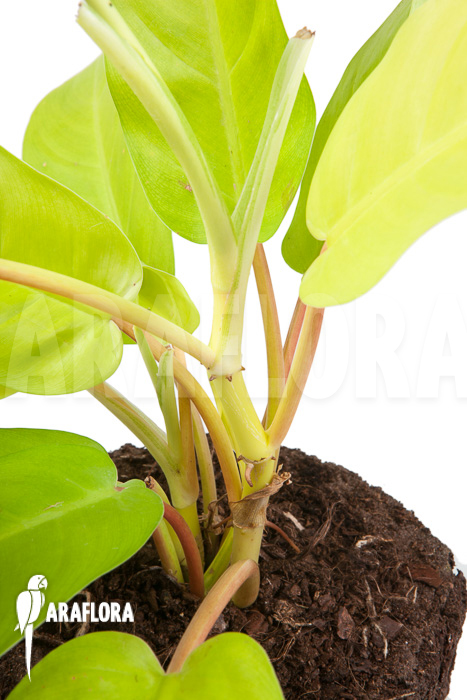 Philodendron Malay Gold ‚M‘