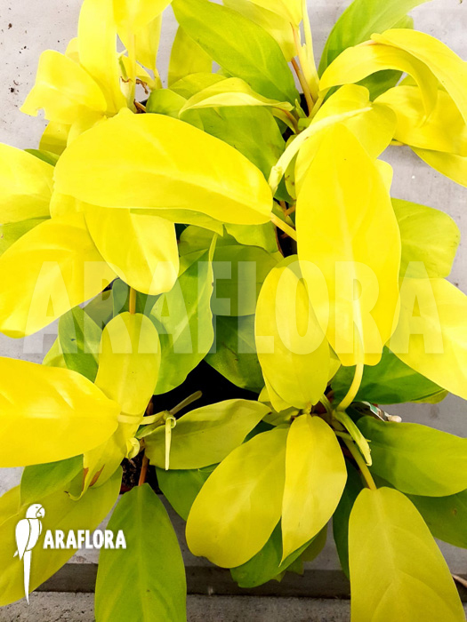 Philodendron Malay Gold ‚Starter‘
