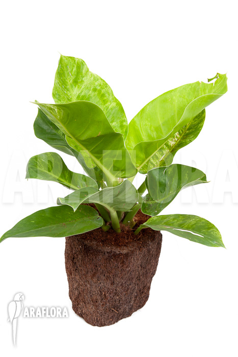 Philodendron-Moonshine-variegata-P1-2