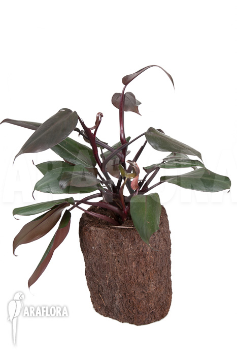 Philodendron ‚New Red‘