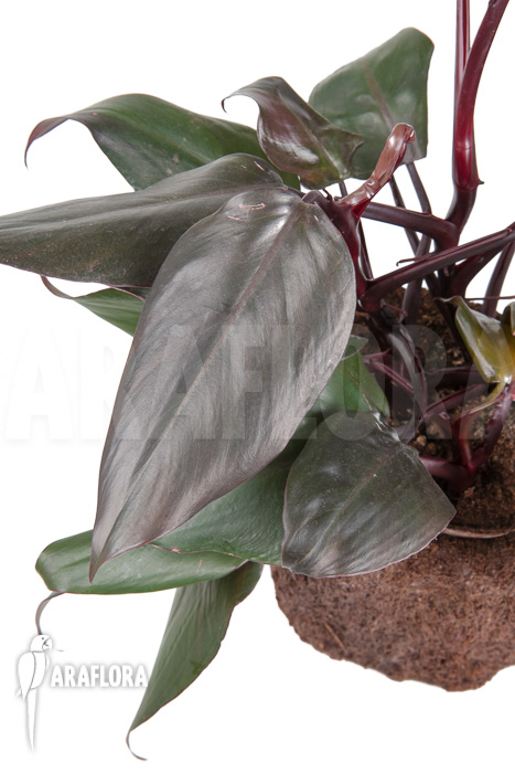 Philodendron ‚New Red‘