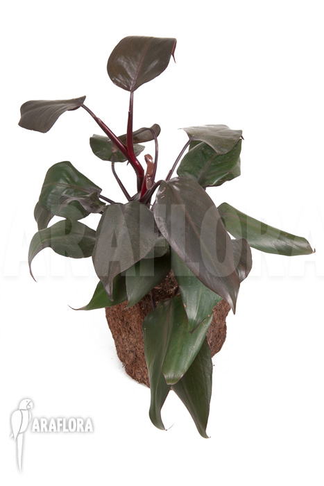 Philodendron ‚New Red‘