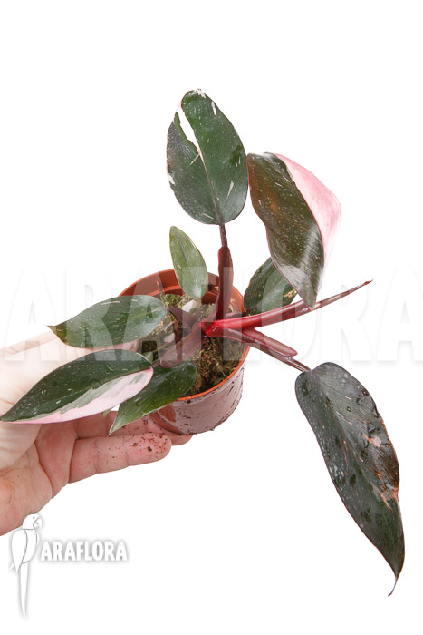 Philodendron Pink Princess “Starter”