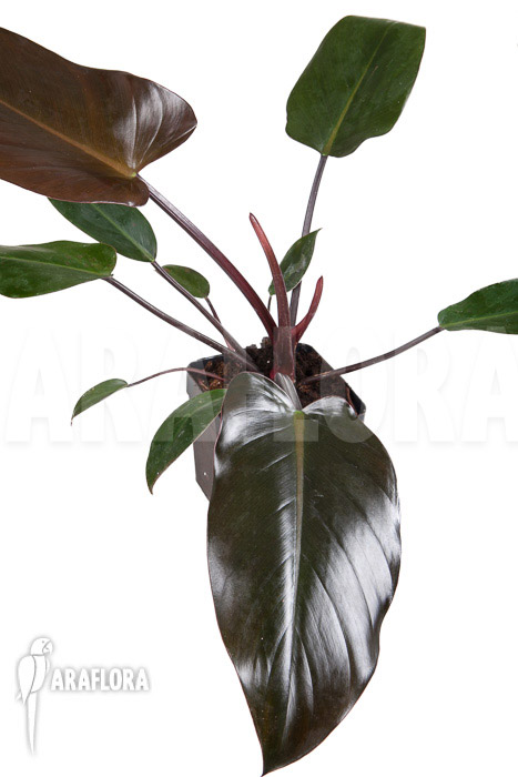 Philodendron x ‚Red Congo‘