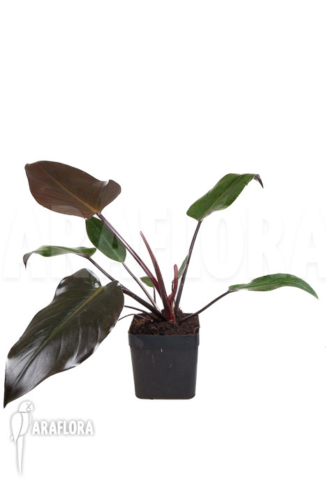 Philodendron x ‚Red Congo‘
