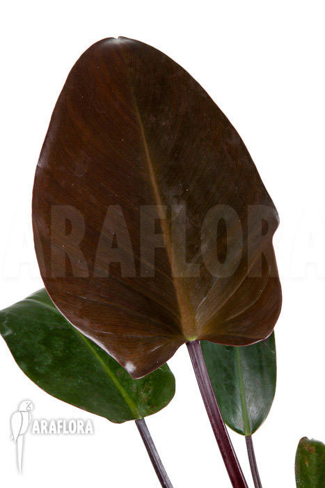Philodendron x ‚Red Congo‘