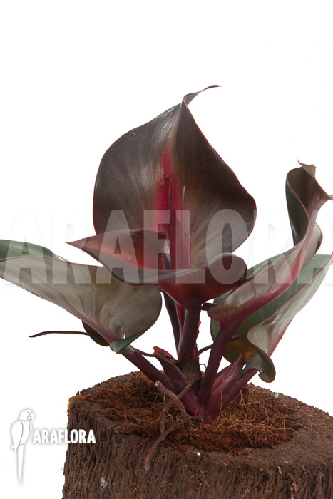 Philodendron ‚Red Heart‘