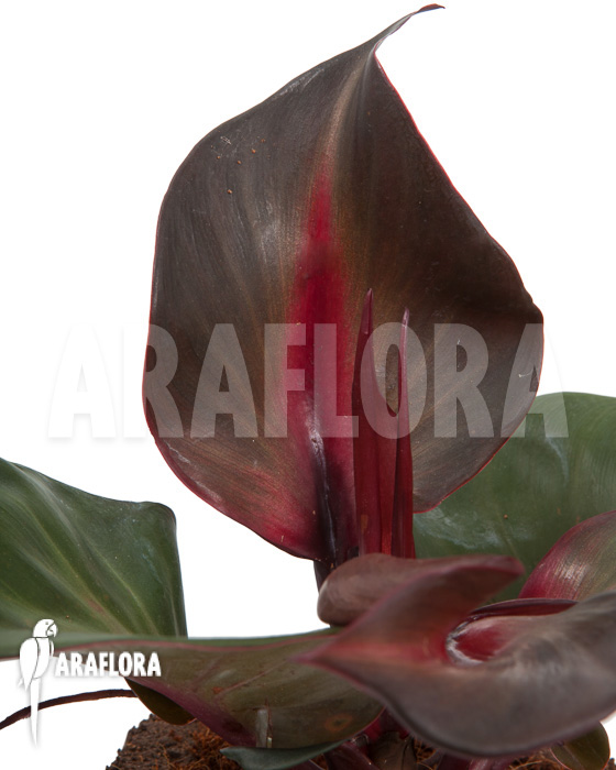 Philodendron ‚Red Heart‘