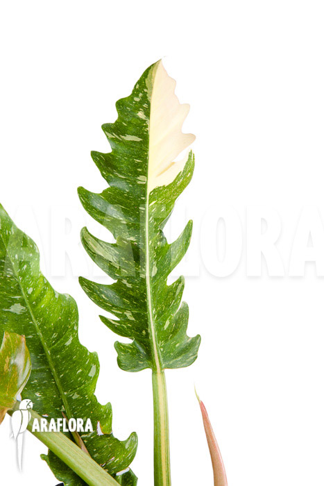 Philodendron ‚Ring of Fire‘