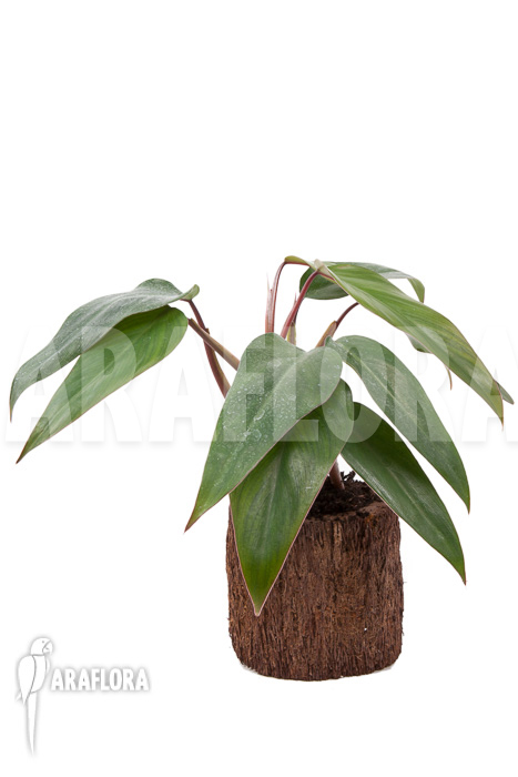 Philodendron ‚Ruby nieuw‘