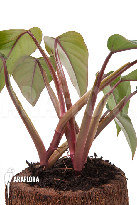 Philodendron ‚Ruby nieuw‘
