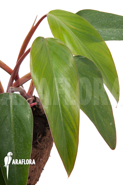 Philodendron ‚Ruby nieuw‘