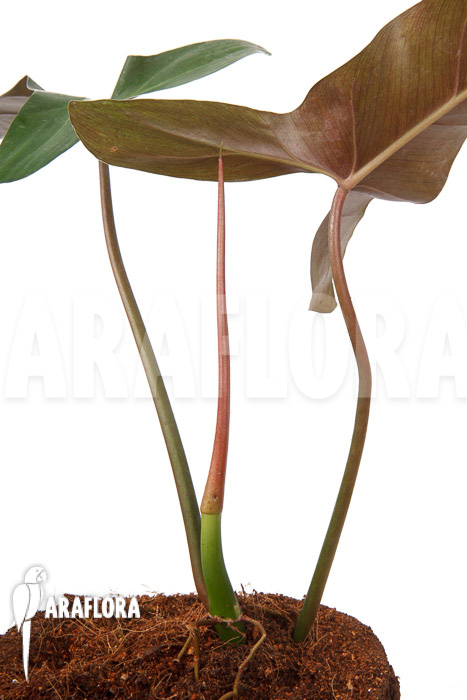 Philodendron atabapoense cutting ‚S‘