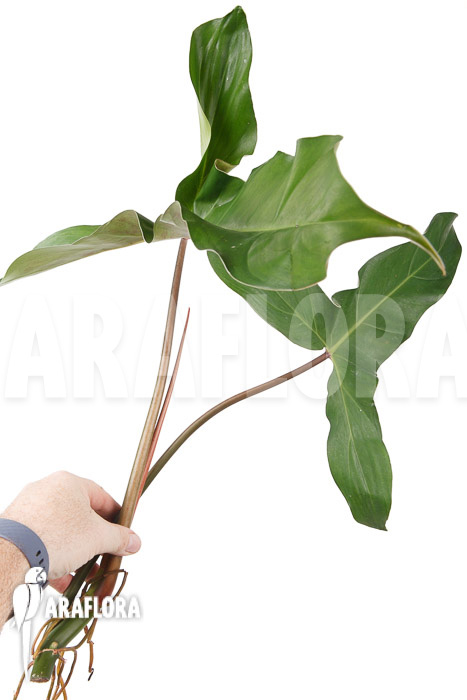 Philodendron atabapoense cutting ‚S‘