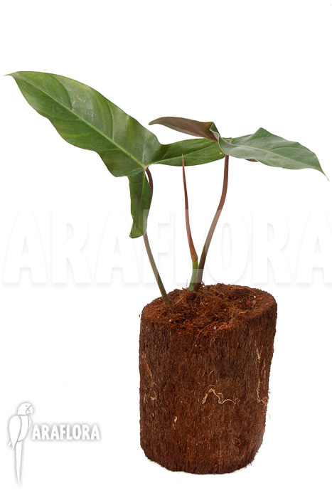 Philodendron atabapoense cutting ‚S‘