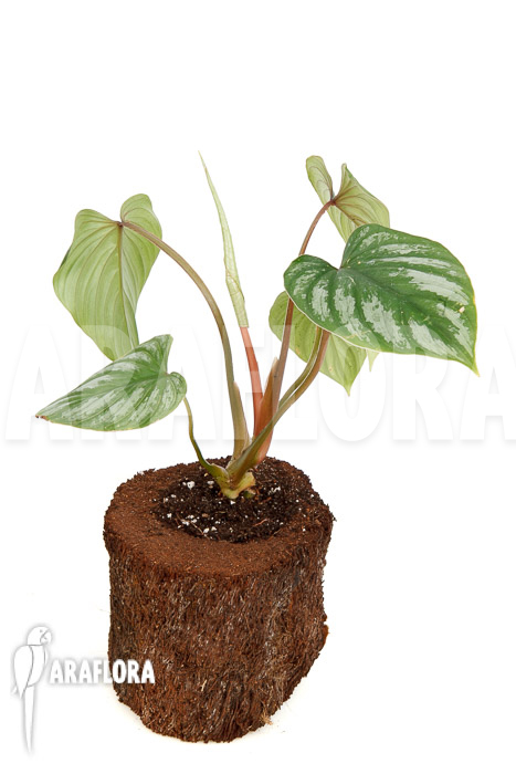 Philodendron brandtianum ‚L‘