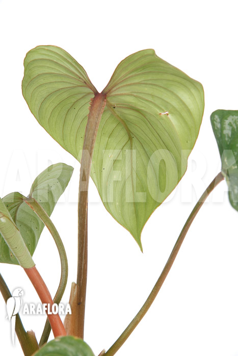 Philodendron brandtianum ‚L‘