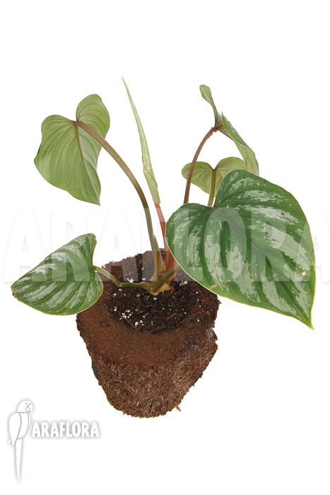Philodendron brandtianum ‚L‘