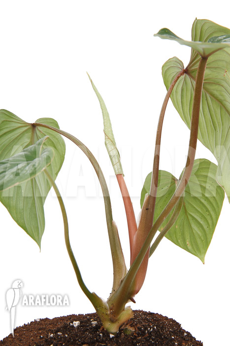 Philodendron brandtianum ‚L‘