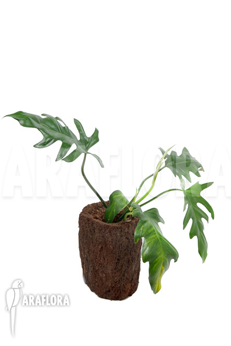 Philodendron elegans ‚M‘