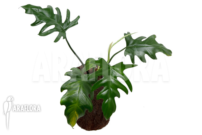 Philodendron elegans ‚M‘