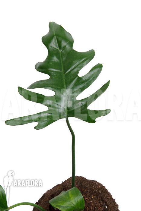 Philodendron elegans ‚M‘