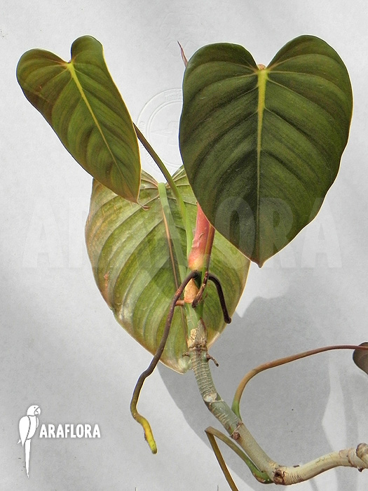Philodendron esmeraldense